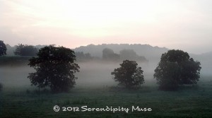 Foggy Meadow