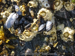 Day 33: Beach Wall