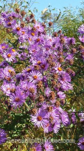 Day 275: Purple Wildflowers