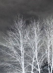 Day 365: White Trees in Winter