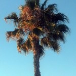 Palm Tree