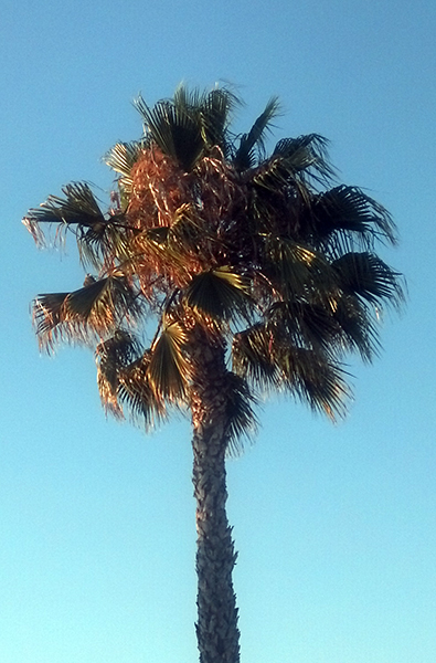 Palm Tree